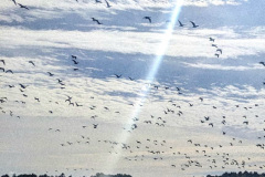 signal-2026-09-29-12-38-19-838-5