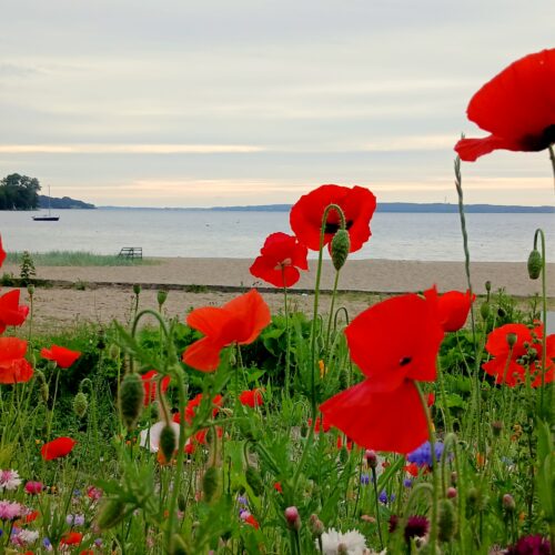 Hier in Schweden – mit der Blumenwiese kommt man weit
