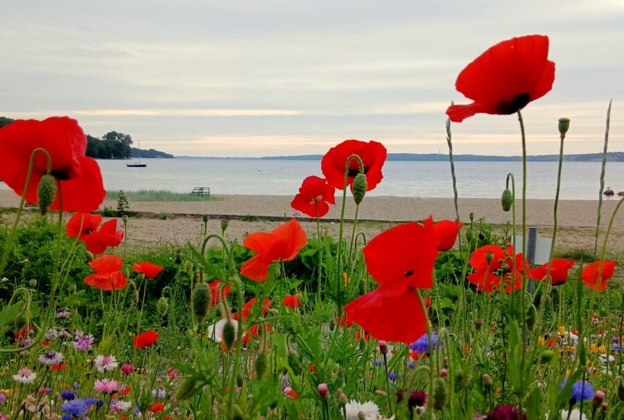Hier in Schweden – mit der Blumenwiese kommt man weit